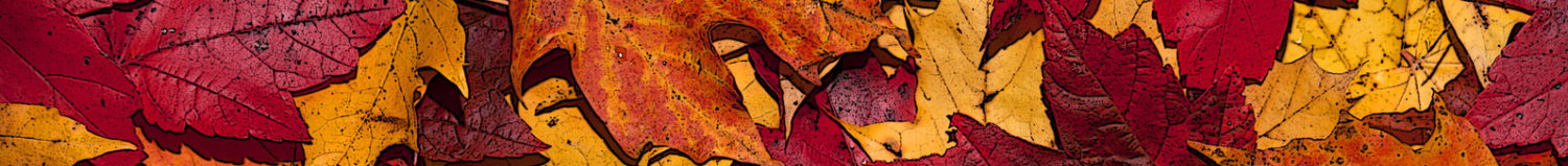 Rákospalotai Meixner Általános Iskola és Alapfokú Művészeti Iskola