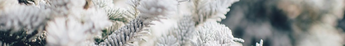 Rákospalotai Meixner Általános Iskola és Alapfokú Művészeti Iskola